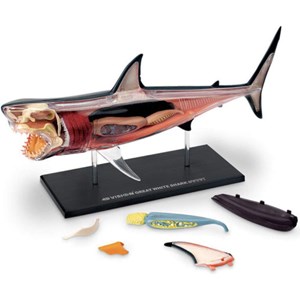 پک ساخت آناتومی بدن کوسه مدل Chap Mei - 4D Master - Great White Shark Anatomy Model_اسباب بازی