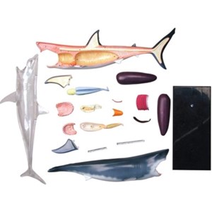 پک ساخت آناتومی بدن کوسه مدل Chap Mei - 4D Master - Great White Shark Anatomy Model_اسباب بازی