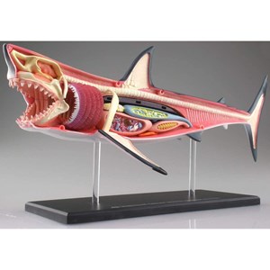 پک ساخت آناتومی بدن کوسه مدل Chap Mei - 4D Master - Great White Shark Anatomy Model_اسباب بازی