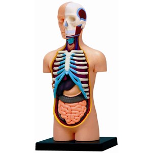 پک ساخت آناتومی بدن انسان مدل Chap Mei - 4D Master - Human Anatomy Model_اسباب بازی