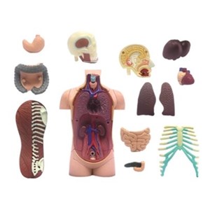 پک ساخت آناتومی بدن انسان مدل Chap Mei - 4D Master - Human Anatomy Model_اسباب بازی