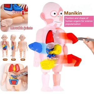 پک ساخت آناتومی بدن انسان با لوازم کامل_اسباب بازی