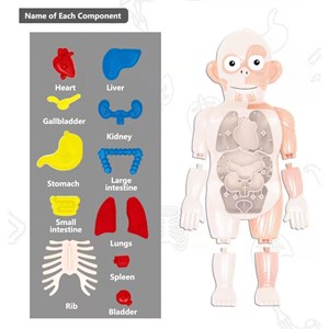 پک ساخت آناتومی بدن انسان با لوازم کامل_اسباب بازی