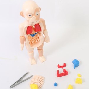 پک ساخت آناتومی بدن انسان با لوازم کامل_اسباب بازی