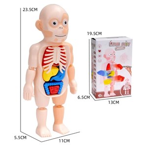 پک ساخت آناتومی بدن انسان با لوازم کامل_اسباب بازی
