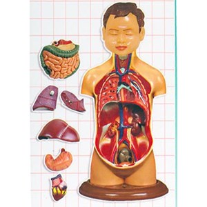 مولاژ نیم تنه انسان مدل عروسکی 8 قسمتی_اسباب بازی