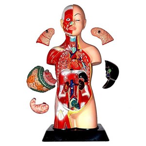 مولاژ نیم تنه انسان با مقیاس 1:2_اسباب بازی