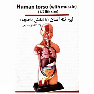 مولاژ نیم تنه انسان با مقیاس 1:2_اسباب بازی