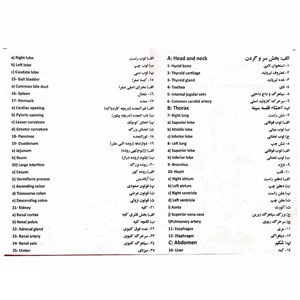 مولاژ نیم تنه انسان با مقیاس 1:2_اسباب بازی