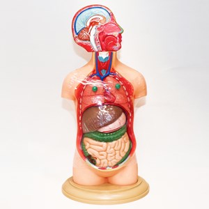 مولاژ نیم تنه انسان 10 قسمتی مقیاس 1:4_اسباب بازی