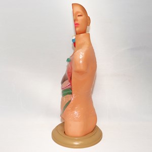 مولاژ نیم تنه انسان 10 قسمتی مقیاس 1:4_اسباب بازی