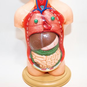 مولاژ نیم تنه انسان 10 قسمتی مقیاس 1:4_اسباب بازی