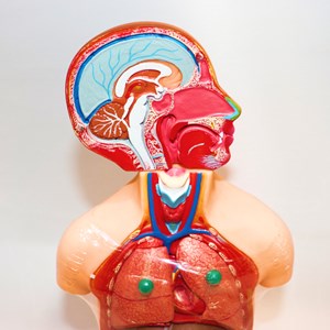 مولاژ نیم تنه انسان 10 قسمتی مقیاس 1:4_اسباب بازی